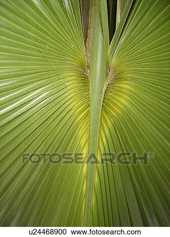 Stock Image -  palmetto leaves, Florida, FL, FLA. Fotosearch