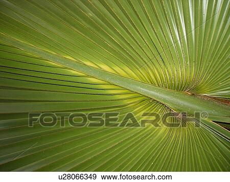 Stock Photo -  palmetto leaves, Florida, FL, FLA. Fotosearch