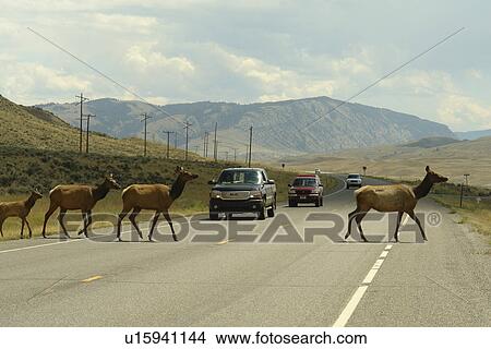 Picture -  Paradise Valley, MT, Montana, Gallatin Range, Rt. 89, Elk crossing. Fotosearch