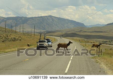 Stock Photo -  Paradise Valley, MT, Montana, Gallatin Range, Rt. 89, Elk crossing. Fotosearch