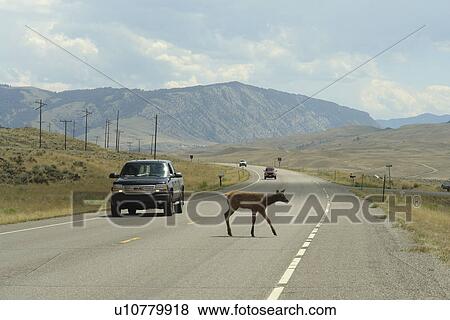 Stock Photo -  Paradise Valley, MT, Montana, Gallatin Range, Rt. 89, Elk crossing. Fotosearch