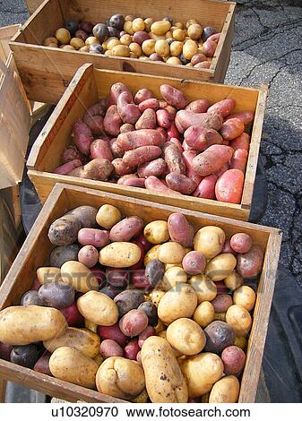 Stock Image -  potatoes, Saturday Farmers Market, Montpelier, VT, Vermont. Fotosearch