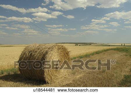 Stock Image -  Regent, ND, North Dakota, farming, farmland, field, hay bale. Fotosearch