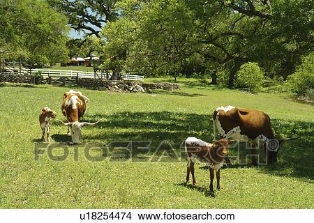 Round Top, Texas, TX, View Large Photo Image Picture - Round Top, Texas, TX, . Fotosearch
