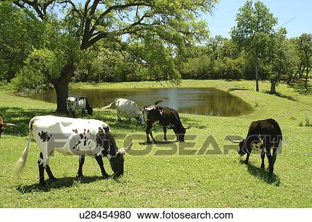 Round Top, Texas, TX, View Large Photo Image Stock Image - Round Top, Texas, TX, . Fotosearch