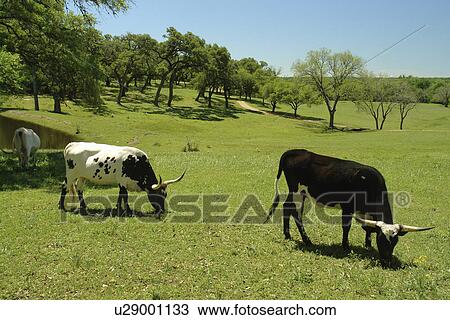 Round Top, Texas, TX, View Large Photo Image Stock Image - Round Top, Texas, TX, . Fotosearch