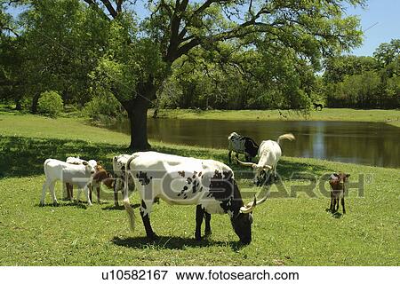 Round Top, Texas, TX, View Large Photo Image Stock Photo - Round Top, Texas, TX, . Fotosearch