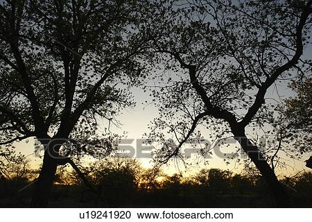 Stock Image -  San Angelo, Texas, TX, State Park. Fotosearch