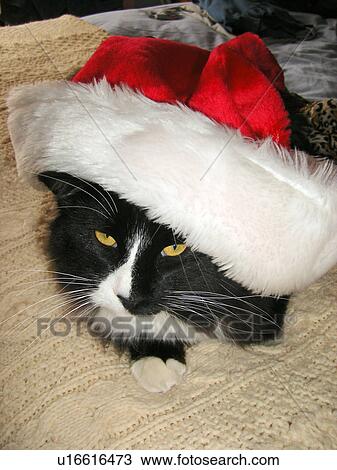 Santa Claus Cat, Galax, Virginia, VA View Large Photo Image Stock Image - Santa Claus Cat, Galax, Virginia, VA. Fotosearch