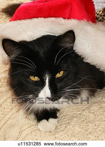 Santa Claus Cat, Galax, Virginia, VA View Large Photo Image Stock Photography - Santa Claus Cat, Galax, Virginia, VA. Fotosearch
