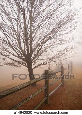 Stock Image -  split rail fence, fog, Galax, Virginia, VA. Fotosearch