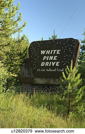St. Joe National Forest, ID, Idaho, White Pine Drive, wooden road sign View Large Photo Image Stock Photo - St. Joe National Forest, ID, Idaho, White Pine Drive, wooden road sign. Fotosearch