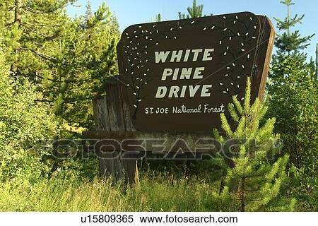 Stock Photography -  St. Joe National Forest, ID, Idaho, White Pine Drive, wooden road sign. Fotosearch