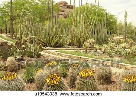 Tempe, Phoenix, Arizona, AZ View Large Photo Image Stock Photo - Tempe, Phoenix, Arizona, AZ. Fotosearch