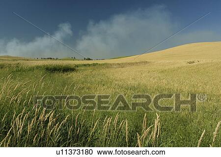 The Palouse Country, WA, Washington, Whitman County, rolling hills, field View Large Photo Image Stock Image - The Palouse Country, WA, Washington, Whitman County, rolling hills, field. Fotosearch