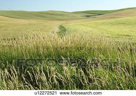 The Palouse Country, WA, Washington, Whitman County, rolling hills, fields View Large Photo Image Stock Image - The Palouse Country, WA, Washington, Whitman County, rolling hills, fields. Fotosearch