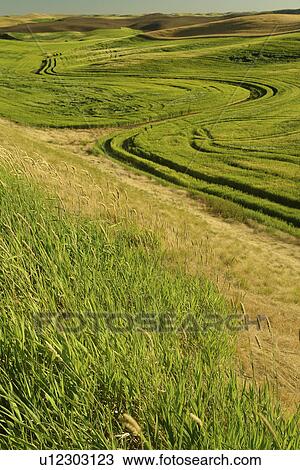 The Palouse Country, WA, Washington, Whitman County, rolling hills, fields, farmland View Large Photo Image Stock Image - The Palouse Country, WA, Washington, Whitman County, rolling hills, fields, farmland. Fotosearch