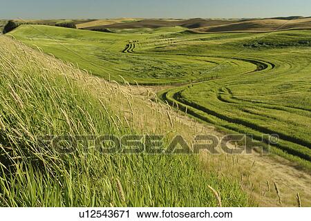 Stock Image -  The Palouse Country, WA, Washington, Whitman County, rolling hills, fields, farmland. Fotosearch