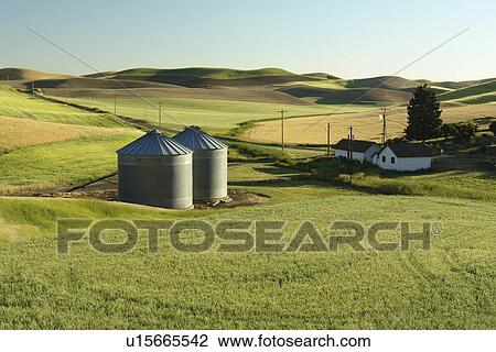 The Palouse Country, WA, Washington, Whitman County, rolling hills, fields, farmland, silos View Large Photo Image Stock Image - The Palouse Country, WA, Washington, Whitman County, rolling hills, fields, farmland, silos. Fotosearch