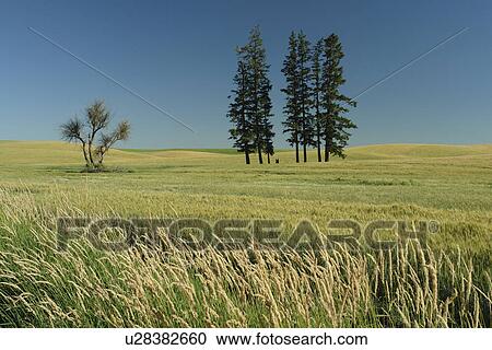 The Palouse Country, WA, Washington, Whitman County, rolling hills, fields View Large Photo Image Stock Image - The Palouse Country, WA, Washington, Whitman County, rolling hills, fields. Fotosearch