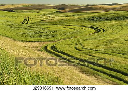 The Palouse Country, WA, Washington, Whitman County, rolling hills, fields, farmland View Large Photo Image Stock Image - The Palouse Country, WA, Washington, Whitman County, rolling hills, fields, farmland. Fotosearch