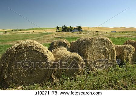 The Palouse Country, WA, Washington, Whitman County, rolling hills, field, hay bales View Large Photo Image Stock Photo - The Palouse Country, WA, Washington, Whitman County, rolling hills, field, hay bales. Fotosearch