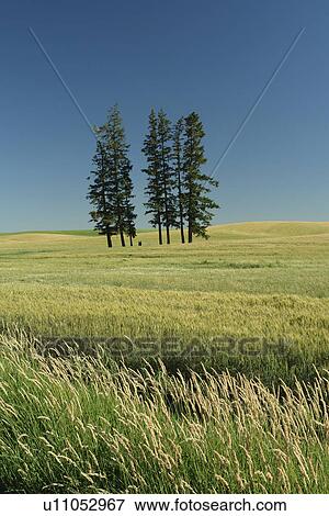 The Palouse Country, WA, Washington, Whitman County, rolling hills, fields View Large Photo Image Stock Photo - The Palouse Country, WA, Washington, Whitman County, rolling hills, fields. Fotosearch