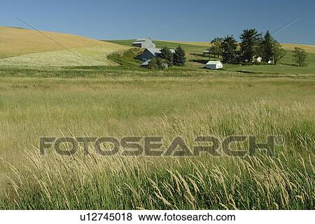 Stock Photo -  The Palouse Country, WA, Washington, Whitman County, rolling hills, fields. Fotosearch