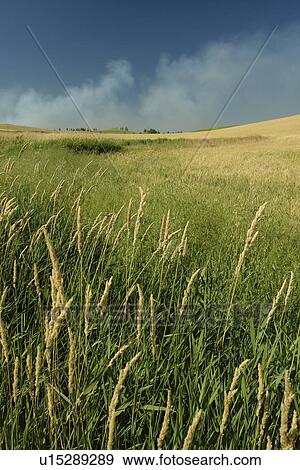 Stock Photo -  The Palouse Country, WA, Washington, Whitman County, rolling hills, field. Fotosearch