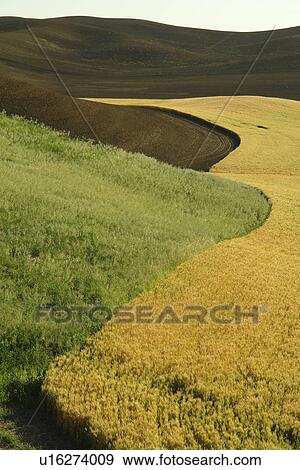 The Palouse Country, WA, Washington, Whitman County, rolling hills, fields, farmland View Large Photo Image Stock Photo - The Palouse Country, WA, Washington, Whitman County, rolling hills, fields, farmland. Fotosearch
