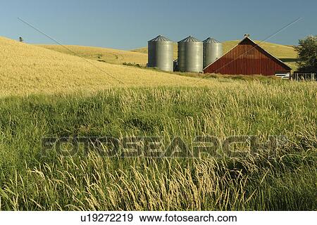 The Palouse Country, WA, Washington, Whitman County, rolling hills, fields, farmland, silos View Large Photo Image Stock Photo - The Palouse Country, WA, Washington, Whitman County, rolling hills, fields, farmland, silos. Fotosearch
