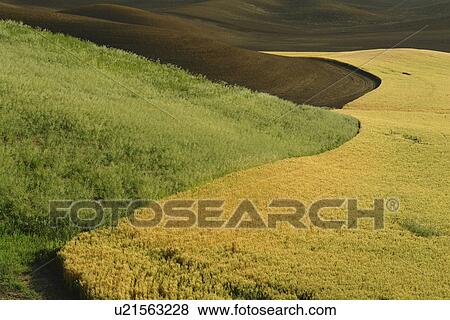 The Palouse Country, WA, Washington, Whitman County, rolling hills, fields, farmland View Large Photo Image Stock Photo - The Palouse Country, WA, Washington, Whitman County, rolling hills, fields, farmland. Fotosearch