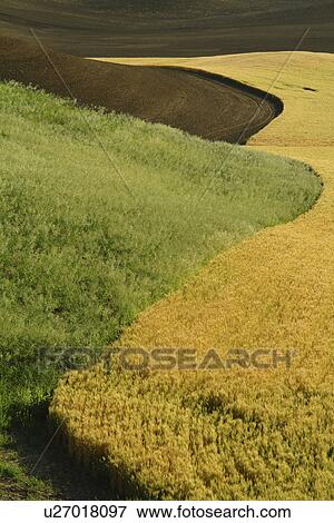 The Palouse Country, WA, Washington, Whitman County, rolling hills, fields, farmland View Large Photo Image Stock Photo - The Palouse Country, WA, Washington, Whitman County, rolling hills, fields, farmland. Fotosearch