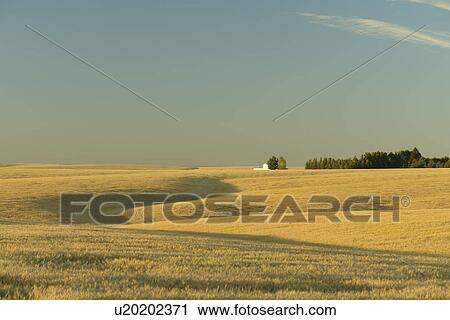 Stock Image -  The Palouse County, WA, Washington, Adams County, along I-90. Fotosearch