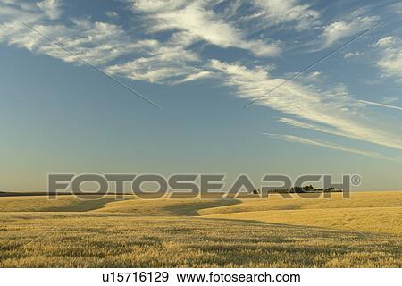 Stock Photo -  The Palouse County, WA, Washington, Adams County, along I-90. Fotosearch
