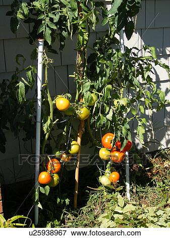 tomato plants, tomatoes, Montpelier, Vermont, VT View Large Photo Image Stock Photo - tomato plants, tomatoes, Montpelier, Vermont, VT. Fotosearch