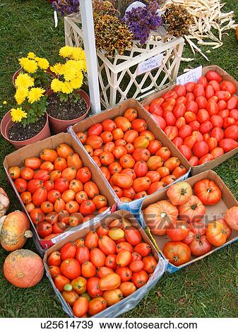 tomatoes, Saturday Farmers Market, Montpelier, VT, Vermont View Large Photo Image Stock Photo - tomatoes, Saturday Farmers Market, Montpelier, VT, Vermont. Fotosearch