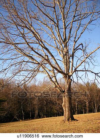 tree, farm, Galax, Virginia, VA, Blue Ridge Parkway View Large Photo Image Stock Photograph - tree, farm, Galax, Virginia, VA, Blue Ridge Parkway. Fotosearch
