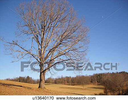 tree, field, Galax, Virginia, VA, Blue Ridge Parkway View Large Photo Image Stock Image - tree, field, Galax, Virginia, VA, Blue Ridge Parkway. Fotosearch