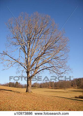 tree, field, Galax, Virginia, VA, Blue Ridge Parkway View Large Photo Image Stock Photograph - tree, field, Galax, Virginia, VA, Blue Ridge Parkway. Fotosearch