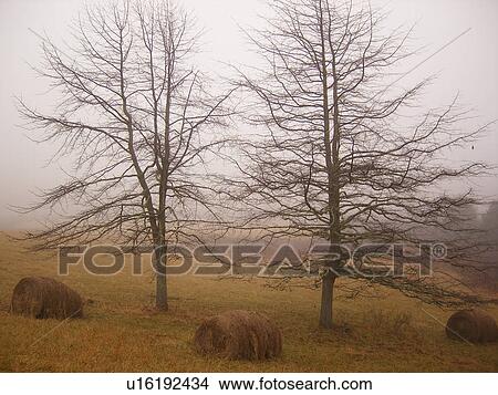trees, hay bales, Blue Ridge Parkway, Galax, Virginia, VA View Large Photo Image Picture - trees, hay bales, Blue Ridge Parkway, Galax, Virginia, VA. Fotosearch