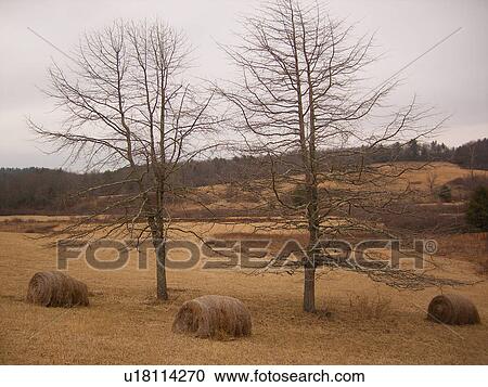 trees, hay bales, Blue Ridge Parkway, Galax, Virginia, VA View Large Photo Image Stock Image - trees, hay bales, Blue Ridge Parkway, Galax, Virginia, VA. Fotosearch
