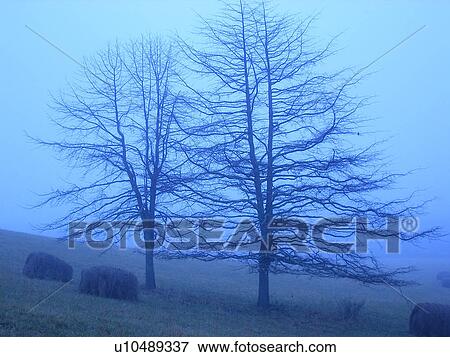 trees, hay bales, Blue Ridge Parkway, Galax, Virginia, VA View Large Photo Image Stock Photo - trees, hay bales, Blue Ridge Parkway, Galax, Virginia, VA. Fotosearch