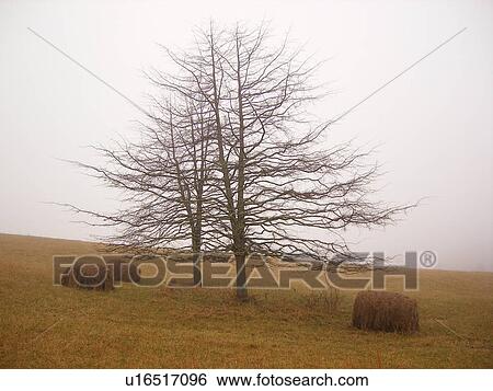trees, hay bales, Blue Ridge Parkway, Galax, Virginia, VA View Large Photo Image Stock Photograph - trees, hay bales, Blue Ridge Parkway, Galax, Virginia, VA. Fotosearch