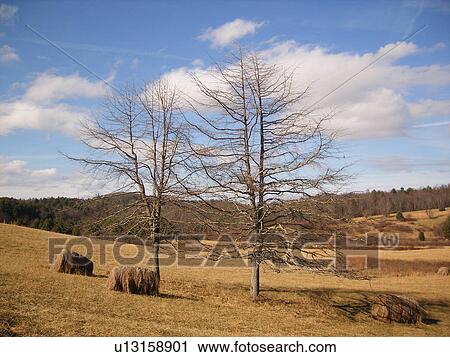 trees, hay bales, Fisher Peak Loop Trail, Blue Ridge Parkway, Galax, Virginia, VA View Large Photo Image Stock Image - trees, hay bales, Fisher Peak Loop Trail, Blue Ridge Parkway, Galax, Virginia, VA. Fotosearch