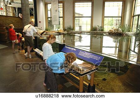 Stock Photo -  Tupper Lake, NY, New York, The Wild Center. Fotosearch