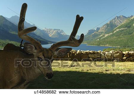 Stock Image -  Waterton Lakes National Park, Alberta, Canada, Rocky Mountains, Upper Waterton Lake, deer. Fotosearch