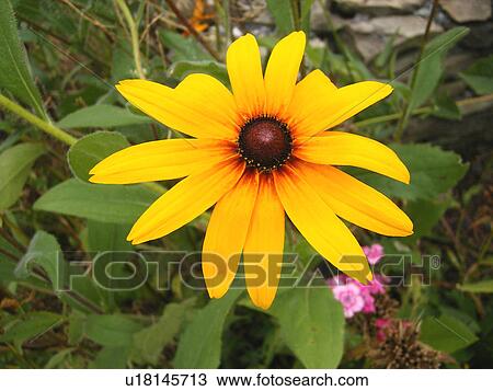 Stock Image -  wildflowers, black-eyed susan, Vermont, VT. Fotosearch