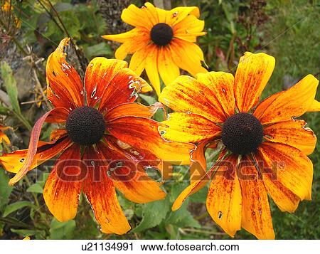 wildflowers, black-eyed susan, Vermont, VT View Large Photo Image Stock Image - wildflowers, black-eyed susan, Vermont, VT. Fotosearch
