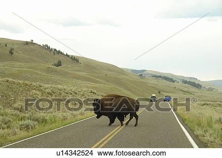 Yellowstone National Park, WY, Wyoming, Lamar Valley, bison, buffalo crossing road View Large Photo Image Picture - Yellowstone National Park, WY, Wyoming, Lamar Valley, bison, buffalo crossing road. Fotosearch